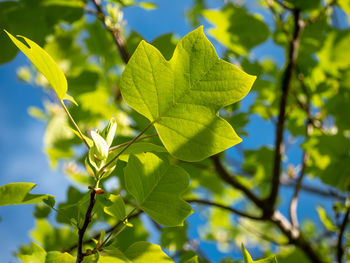 Close-up of leaves against blue sky