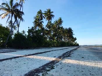 Road by palm trees against clear blue sky