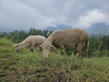 Horse grazing on field against sky