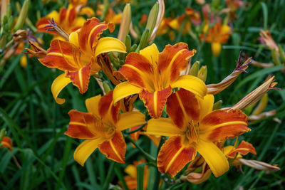 Close-up of orange day lily