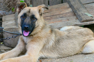 Portrait of dog sitting on wood