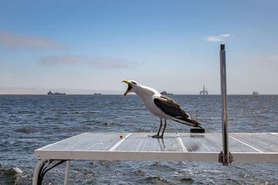 Seagull perching on a sea