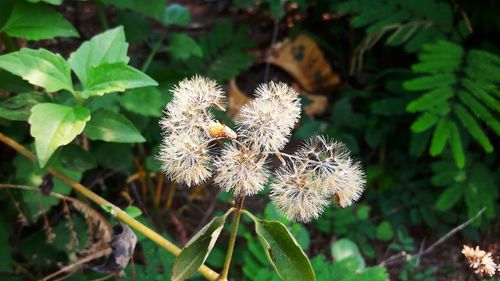 Close-up of flower