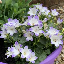 High angle view of purple flowering plants