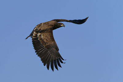 Low angle view of eagle flying against clear blue sky