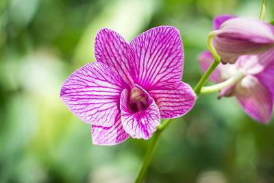 Close-up of pink orchids blooming outdoors