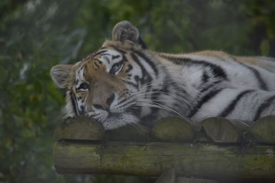 Tiger resting