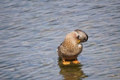 Duck swimming in lake