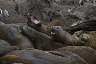 Elephant seals next to a gentoo penguin colony on livingston island, south shetlands, antarctica.