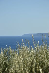 Scenic view of sea against clear sky