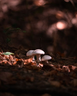 Close-up of mushrooms growing on field