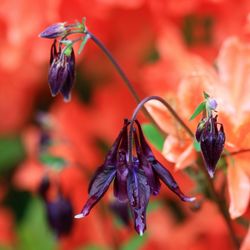 Close-up of red flower