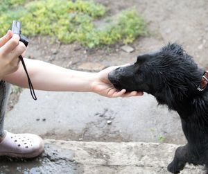 Midsection of person holding dog