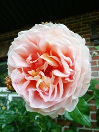 Close-up of flower blooming outdoors