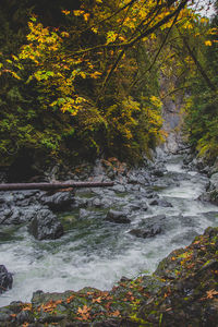 Scenic view of river stream in forest during autumn