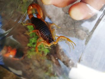 Close-up of crab