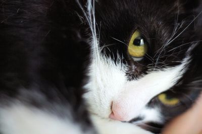 Close-up portrait of cat