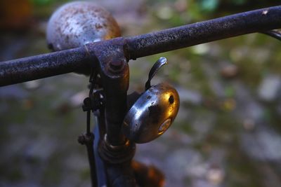 Close-up of rusty metal hanging on branch