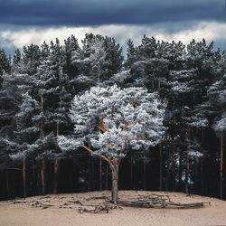 Trees against sky