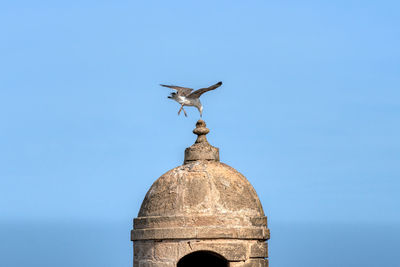 Low angle view of seagull flying