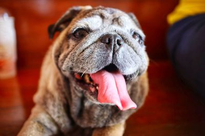 Close-up of a dog