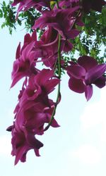 Close-up of pink flowers