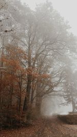 Close-up of wet tree against sky