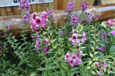 Close-up of pink flowering plants