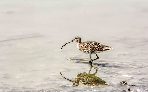 Bird perching on a lake