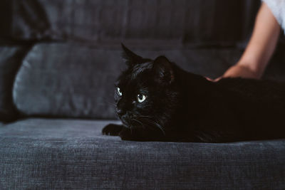 Black cat relaxing on sofa