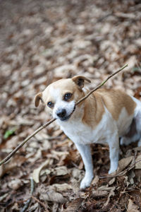 Portrait of dog standing on field