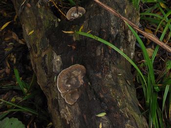 Close-up of lizard on tree trunk