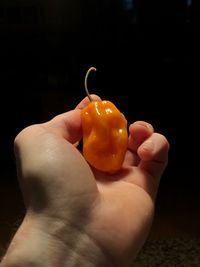 Close-up of hand holding apple