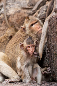 Monkeys sitting outdoors