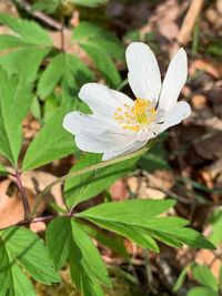 Close-up of white flowering plant