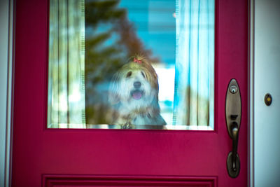 Dog looking through window