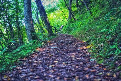 Footpath amidst trees in forest