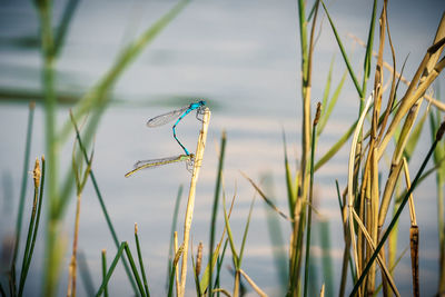 Close-up of bird perching on grass
