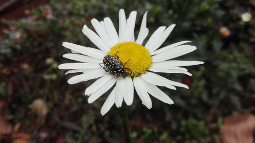Close-up of honey bee on white flower