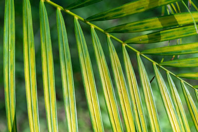 palm leaf