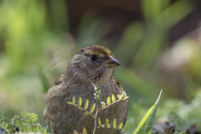 Close-up of a bird