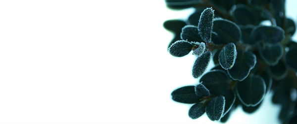 Close-up of plant against white background