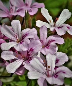 Close-up of pink flowers blooming outdoors