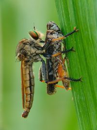 Close-up of insect on leaf