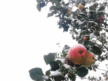 Close-up of fruits on tree against sky