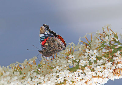 Low angle view of butterfly on white flowers against sky
