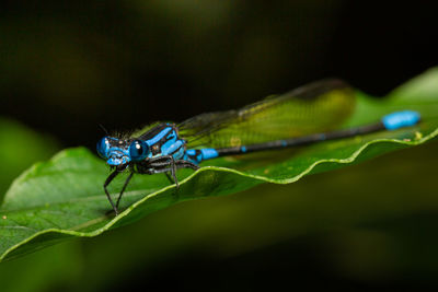 Close-up of insect on leaf