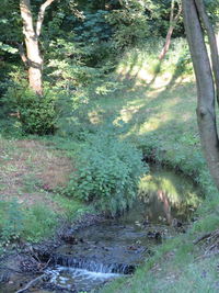 Scenic view of forest