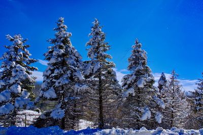Low angle view of pine trees against sky during winter