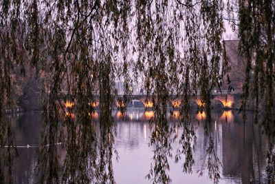 Scenic view of lake in forest